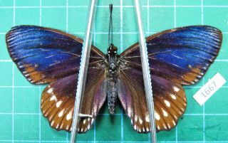 Unmounted Butterfly Nymphalidae Euripus Nyctelius Form Female Laos Rare