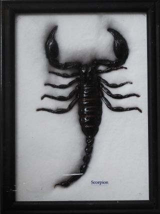 Real Giant Scorpion Insect Taxidermy Collectibles