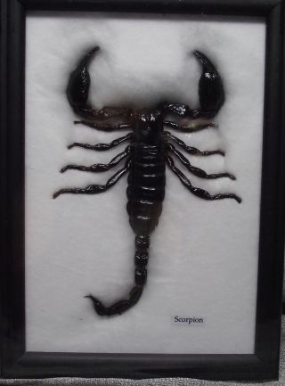 Big Black Scorpion In Framed Taxidermy Insect Bug Picture Real 1