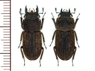 Lucanidae:dorcus Japonicus Pair M19.  8mmf19mm,  A1,  Unmounted,  Japan,  Beetle