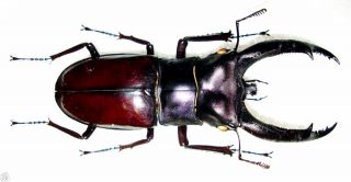 Lucanidae - Stag Beetle - Hexarthrius Rhinoceros Chaudoiri (m) - Sumatra,  Indonesia