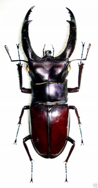 Lucanidae - Stag Beetle - Hexarthrius Rhinoceros Chaudoiri (m) - Sumatra,  Indonesia 2
