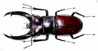 Lucanidae - Stag Beetle - Hexarthrius Rhinoceros Chaudoiri (m) - Sumatra,  Indonesia 3