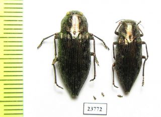 Buprestidae,  Dicerca Chlorostigma,  Azerbaijan,  Talysh