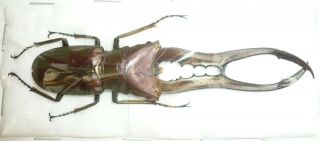 Cyclommatus Metalifer Finae From Peleng Isl.  85 Mm