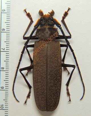 Cerambycidae - Orthomegas Jaspideus 52mm From Brazil Kz364
