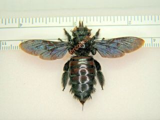 Hymenoptera - Xylocopa Sp Wingspan 56mm From Brazil Kzy296