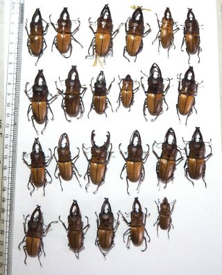 Lucanidae.  23 X Prosopocoilus Occiptalis.  Palu