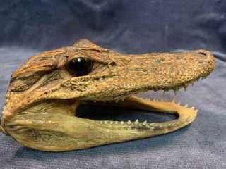 Big 6” Alligator Head Skull Taxidermy Real Teeth Jaw Reptile Swamp Gator
