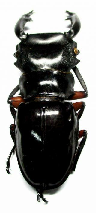 g001 Lucanidae: Odontolabis imperialis komorii male 68mm A - 4