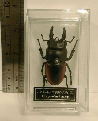 Deagostini (not Kaiyodo) 1:1 Prosopocoilus Hasterti Stag Beetle Insect Figure