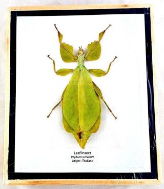 Collectible Taxidermy Real 1 Leaf Insect Beetle Bug In Wood Frame
