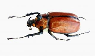 Insect Beetles Dynastinae Golofa Globulicornis 33mm Mexico