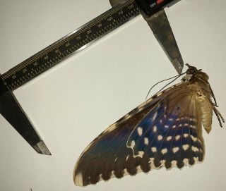 Noctuidae/moth Thysania Agrippina Sp Code 135 From Peru