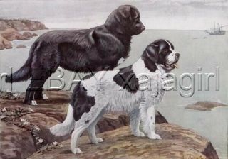 Dog Newfoundland & Landseer,  85,  Yr Old Antique Print