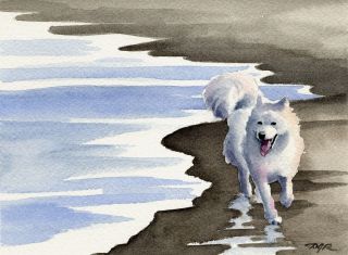 Samoyed At The Beach Watercolor 8 X 10 Art Print Signed By Artist Djr