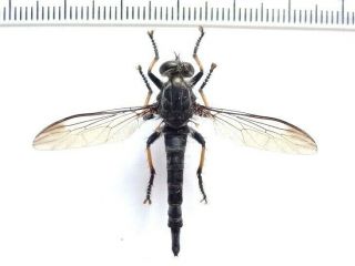 Diptera Giant Fly Asilidae Sp.  2,  Panama.  43 Mm