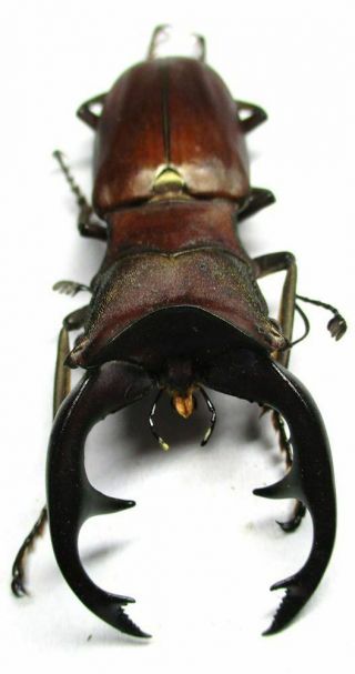 J001 Lucanidae: Cyclommatus Alagari Male 57mm