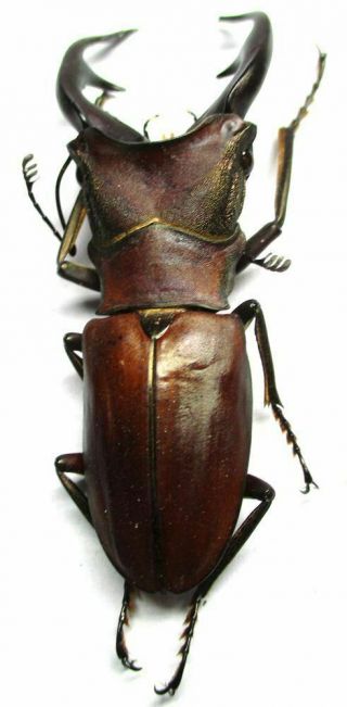 j001 Lucanidae: Cyclommatus alagari male 57mm 4