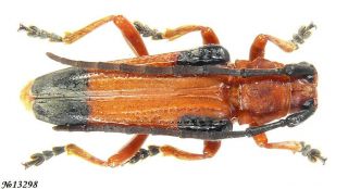 Coleoptera Cerambycidae Stibara Tetraspilota N.  India 20mm