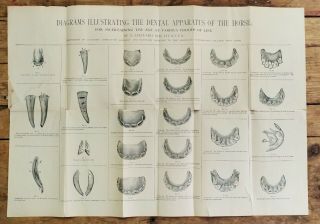 Antique Ny Veterinary College Horse Teeth Dental Anatomy Illustration Poster Odd