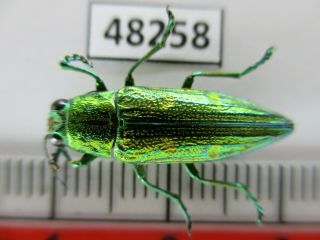 48258.  Buprestidae Chrysochroa Sp?.  Vietnam South