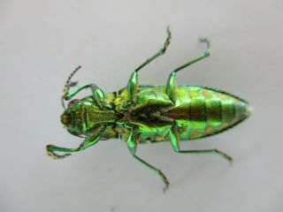48258.  Buprestidae Chrysochroa sp?.  Vietnam South 2