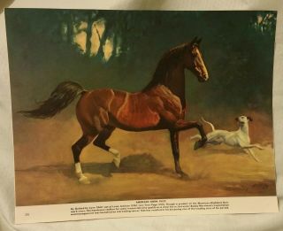 American Born Saddlebred Horse Rooster George Ford Morris 1952 Print Cond.