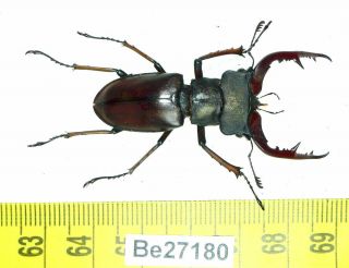 Lucanus Lucanidae Stag Beetle Real Insect Vietnam Be (27180)