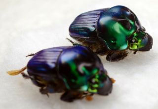 Coleoptera Scarabaeidae Oxysternon Palaemon Pair A1 Unmounted