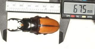 Lucanidae Prosopocoilus Lafertei 67.  5mm Vanuatu