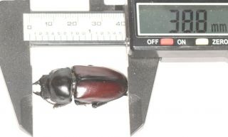 Beetle Lucanidae Dorcus Hemisodorcus Donckieri F 38.  8mm Tibet