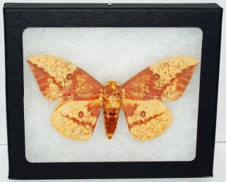 Real Framed Butterfly/moth Eacles Imperialis " Imperial Moth " In Riker Mount