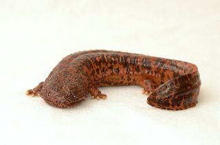 Kitan Club Ikimon Japanese Giant Salamander Figure Magnet