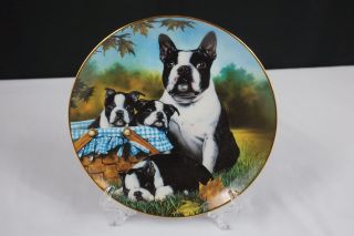 Danbury Limited Edition Boston Terriers Dan Hatala - Family Fun