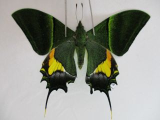 Pa3208.  Unmounted Butterflies:teinopalpus Imperialis.  Central Vietnam.  Over 2000m