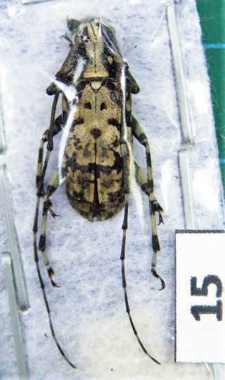 Unmounted Beetle Cerambycidae Unidentified Species Laos Rare