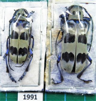 Unmounted Beetle Cerambycidae Callundine Lacordairei Pair Laos