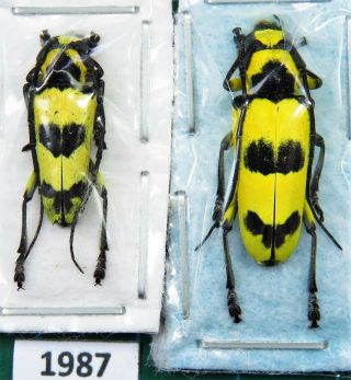 Unmounted Beetle Cerambycidae Thermistis Conjunctesignata Pair Laos