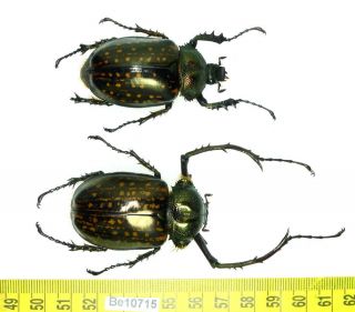 Cheirotonus Euchiridae Long Arm Beetle Real Insect Vietnam Be (10715)