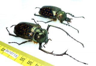 Cheirotonus Euchiridae Long Arm Beetle Real Insect Vietnam Be (10715) 2
