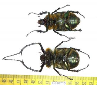 Cheirotonus Euchiridae Long Arm Beetle Real Insect Vietnam Be (10715) 3