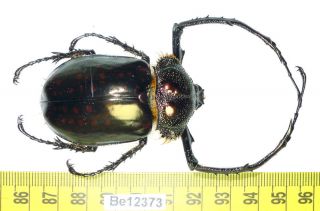 Cheirotonus Euchiridae Long Arm Beetle Real Insect Vietnam Be (12373)