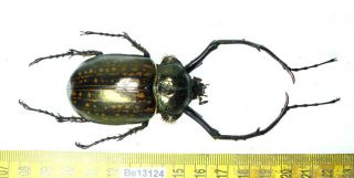 Cheirotonus Euchiridae Long Arm Beetle Real Insect Vietnam Be (13124)