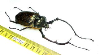 Cheirotonus Euchiridae Long Arm Beetle Real Insect Vietnam Be (13124) 2