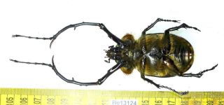 Cheirotonus Euchiridae Long Arm Beetle Real Insect Vietnam Be (13124) 3