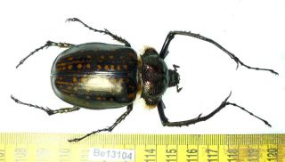 Cheirotonus Euchiridae Long Arm Beetle Real Insect Vietnam Be (13104)