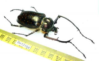 Cheirotonus Euchiridae Long Arm Beetle Real Insect Vietnam Be (13104) 2
