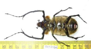Cheirotonus Euchiridae Long Arm Beetle Real Insect Vietnam Be (13104) 3