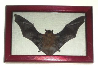 Taxidermy: Real Bat In A Frame Of Precious Wood